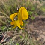 Crotalaria laburnifolia Lorea