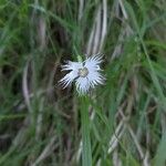 Dianthus hyssopifoliusЦветок