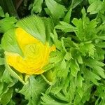 Trollius asiaticus Liść