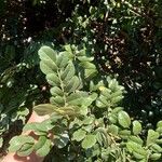 Sophora tomentosa Leaf