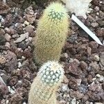 Echinocereus websterianus Yaprak