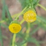 Vicoa indica Flower