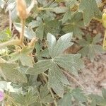 Geranium viscosissimum Blad