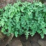 Adiantum capillus-veneris Habitat