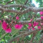 Syzygium malaccense Fleur