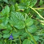 Stachytarpheta jamaicensis Leaf