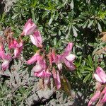Ononis fruticosa 花