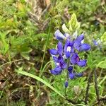 Lupinus texensis Кветка