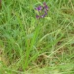 Anacamptis laxiflora Hábito