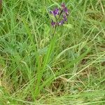 Anacamptis laxiflora Habit