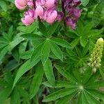 Lupinus × regalis Foglia