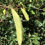 Bauhinia galpinii Plod