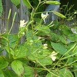 Impatiens parviflora Habitat