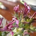 Fedia cornucopiae Fleur