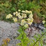 Doellingeria umbellata Floare