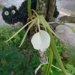 Brassavola acaulis Fleur