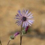 Volutaria lippiiFlower