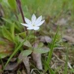 Lysimachia europaea Blomst