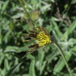 Tragopogon crocifolius Цвят