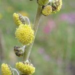 Artemisia atrata Drugo