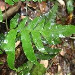 Triplophyllum buchholzii Hoja