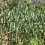 Typha orientalis Buveinė