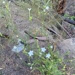 Nicotiana quadrivalvis Flor