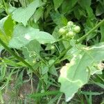 Solanum nigricans