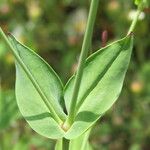 Vaccaria hispanica 葉