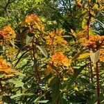 Euphorbia griffithii Flor