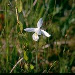 Pogonia ophioglossoides Flor