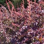 Berberis thunbergiiLeaf