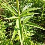 Coreopsis tripteris Folla