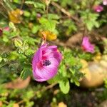 Anisodontea capensis Inny