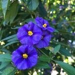 Solanum laciniatum Кветка