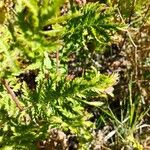 Tanacetum siculum 葉