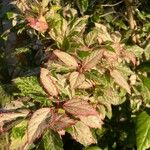 Acalypha wilkesiana Leaf