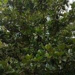 Manilkara obovata पत्ता