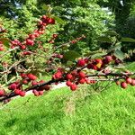 Cotoneaster integerrimus Frukt