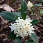 Daphne blagayana Floare
