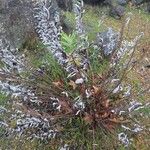 Artemisia suksdorfii Leaf