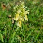 Orchis provincialis Bloem