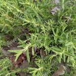 Teucrium dunense Hoja
