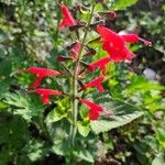 Salvia coccineaBlad