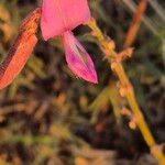 Tephrosia villosa Flower