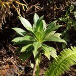 Lobelia stricta Yaprak