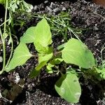 Chenopodium albumLeaf