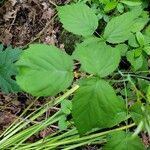 Rubus occidentalisLeaf