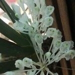 Podangis dactyloceras Flor