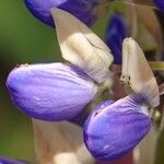 Lupinus polyphyllus अन्य